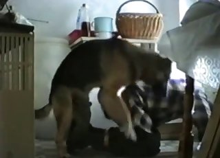 Spontaneous bestiality banging