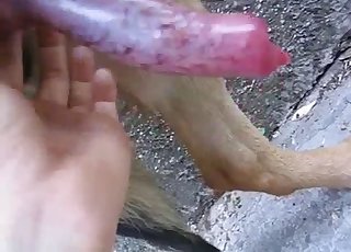 Beautiful doggy dick looks so tasty