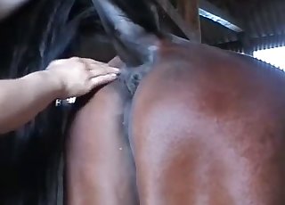 Horse asshole and pussy getting teased