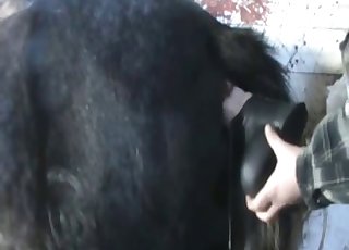 Awesome and nasty stallion sex game