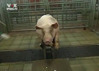 Cô lợn gợi cảm khoe thân hình nóng bỏng trên camera