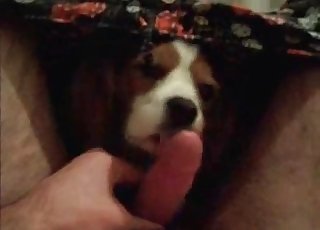 Dude lets this dog suck his hot cock