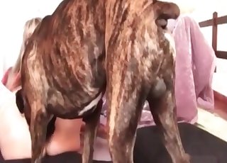 Impressive sex with a hung pooch