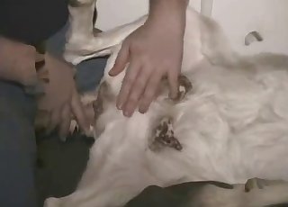 Homemade bestiality sex action with nice animal