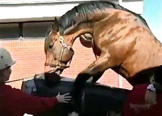 Cute jockey helps her horse to fuck right