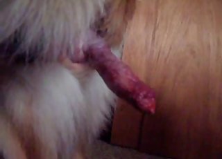 Dog's lovely red cock in the spotlight