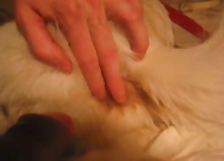 A very hot sex session with a dog