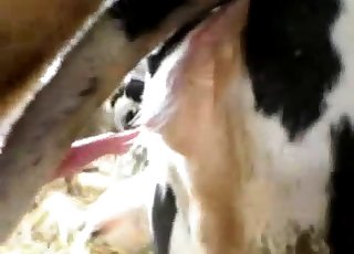 Two sexy cows are trying to bang