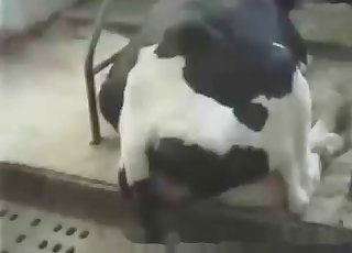 Spotted doggy in passionate bestiality XXX