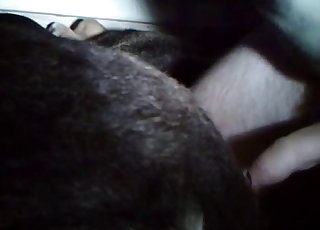 Slowly sticking my cock in doggy asshole