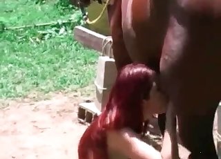 Abandoned farm is a good place for stallion