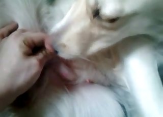 Trained Labrador is trying to suck himself