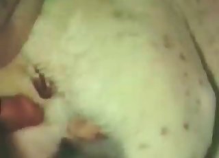 Stunning white dog fucked hard from behind