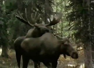 Дикие животные трахаются по-собачьи