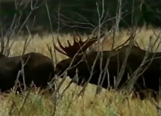 Villieläimet panevat koiratyyliin