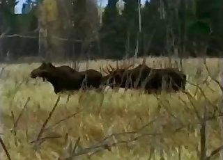 Động vật hoang dã đang quan hệ theo kiểu chó