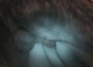 Close-ups in a passionate bestiality vid