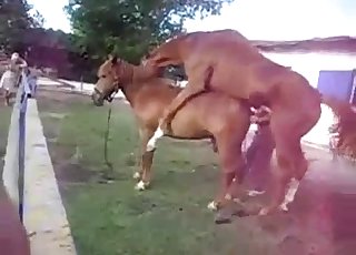 Two beautiful horses have amazing sex