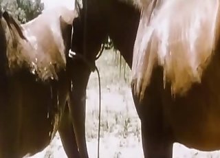 Two nice horses having amazing sex