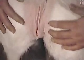 सेक्सी फार्म एनिमल बहुत फकेबल लग रहा है