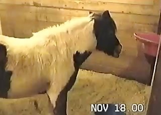 Sexy farm animal looks so fuckable